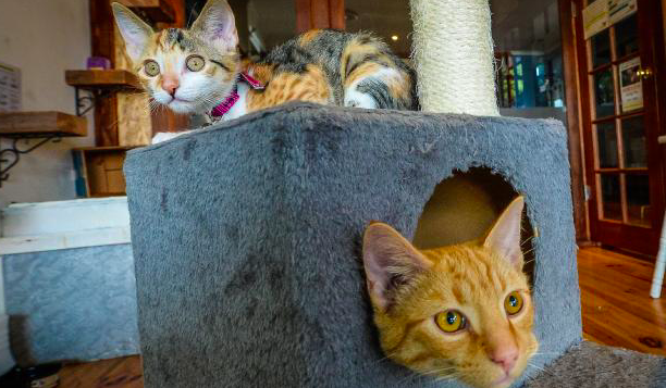 Cafe Helping Cats To Get Adopted by Patrons
