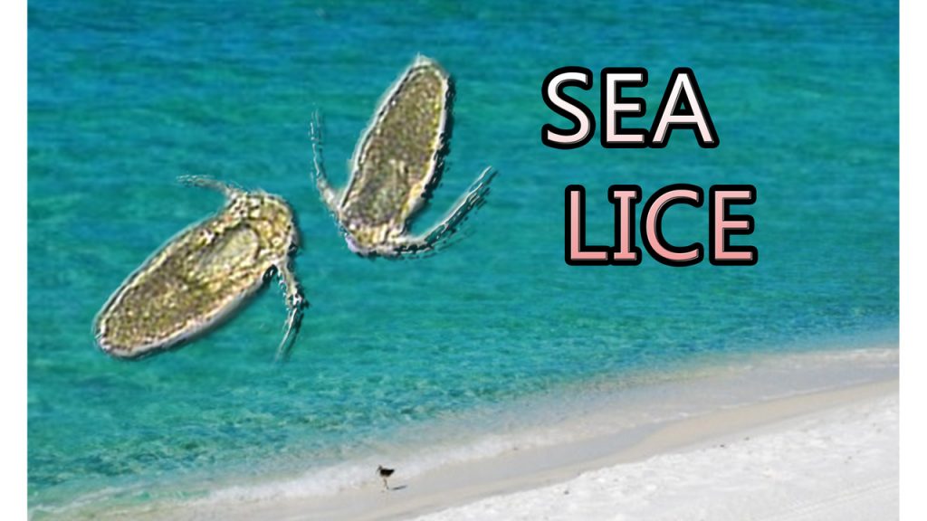 Florida Reports “Sea Lice” Along Coastline