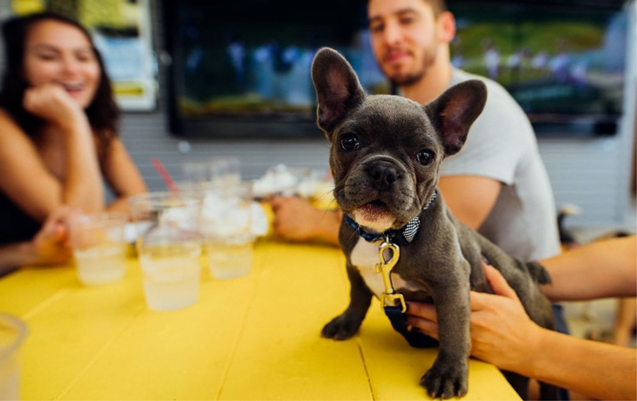 get-paid-100-to-play-with-puppies-where-do-i-sign-up