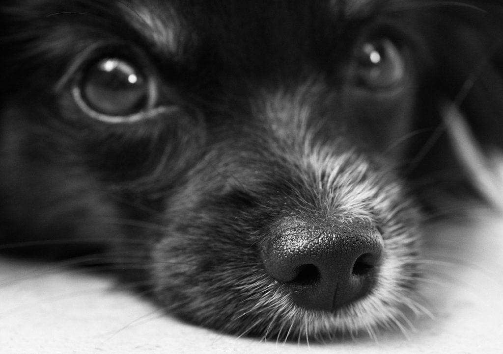 Dogs Can Be Identified by Their Noseprints