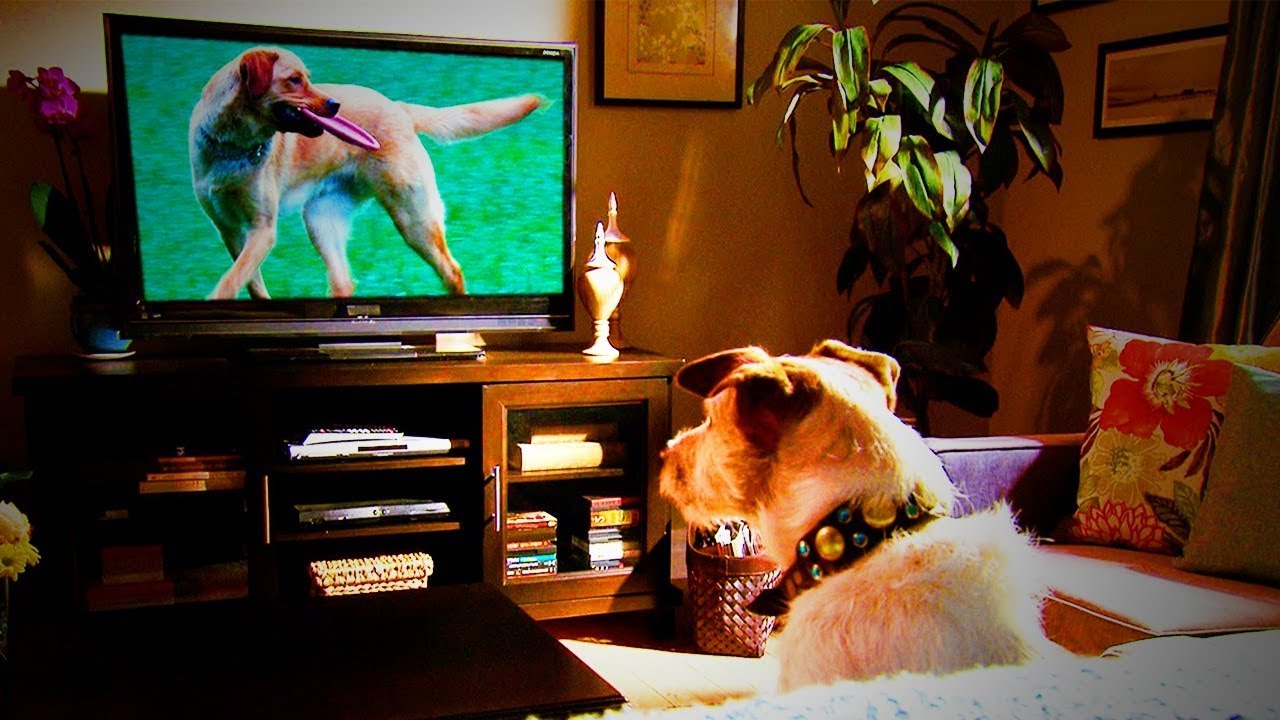 Scientists Say YES Your Dog IS Watching TV With You