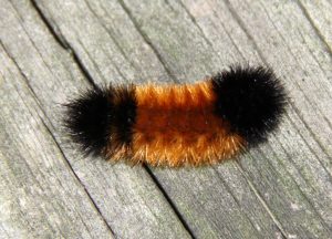 download light brown wooly worm