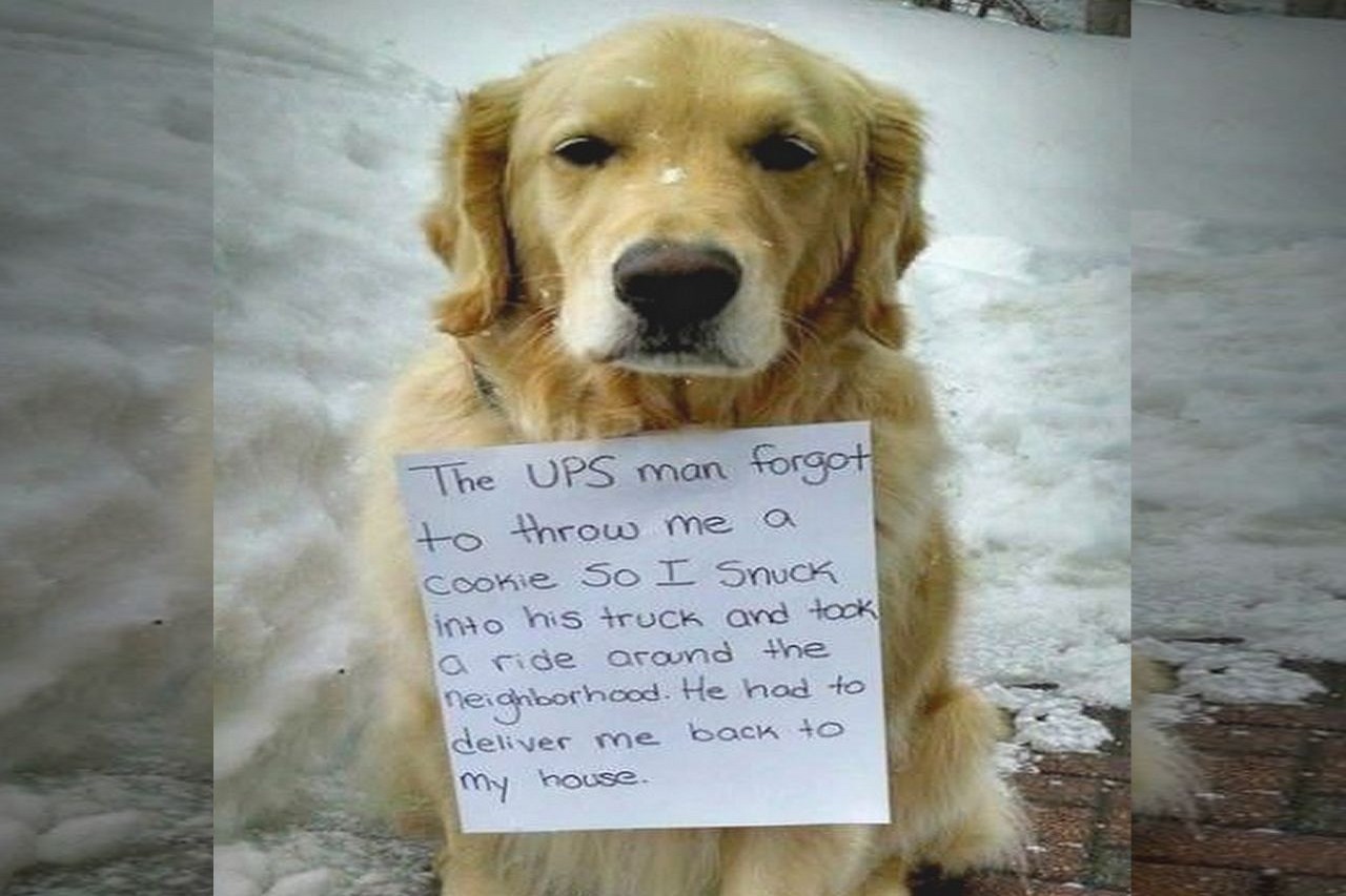 Pup Gets Shamed Over Stowing Away On UPS Truck