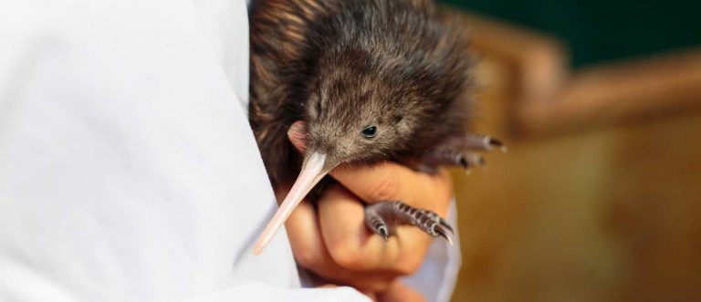 Zoo Celebrates The Hatching Of A Male Kiwi