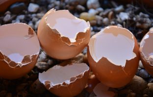 Unconventional Uses For Egg Shells