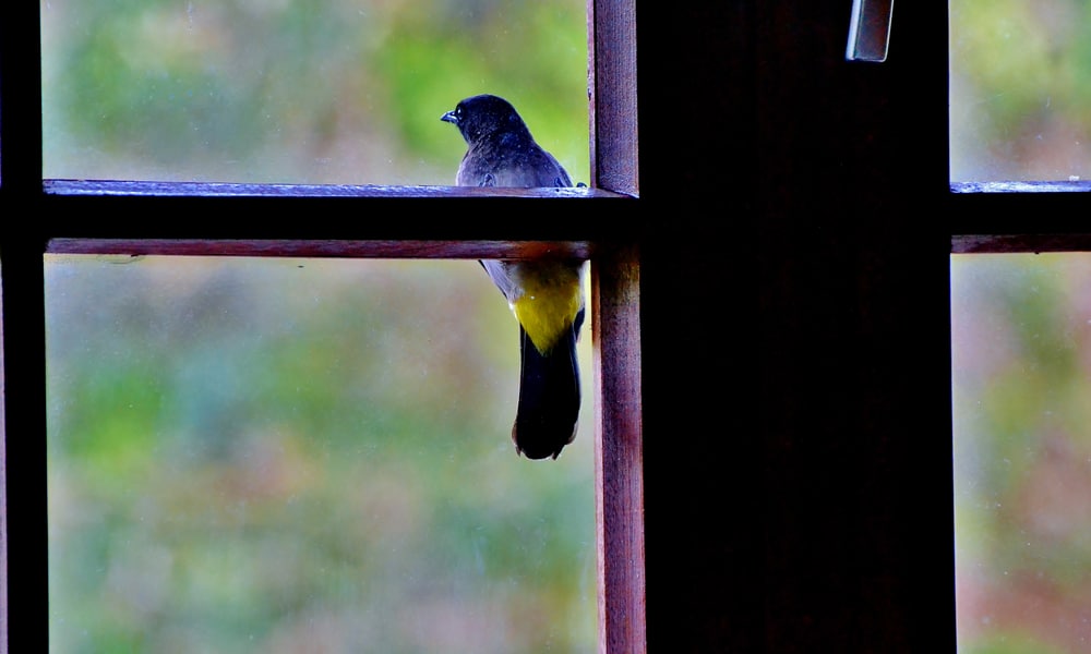 blue and yellow bird sitting on ledge outside window