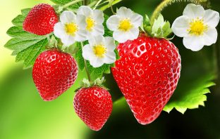 How To Plant Strawberries