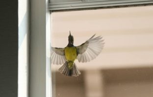 How To Prevent Birds From Flying Into Windows black and yellow bird flying outside of window