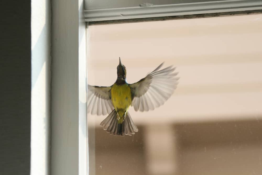 How To Prevent Birds From Flying Into Windows