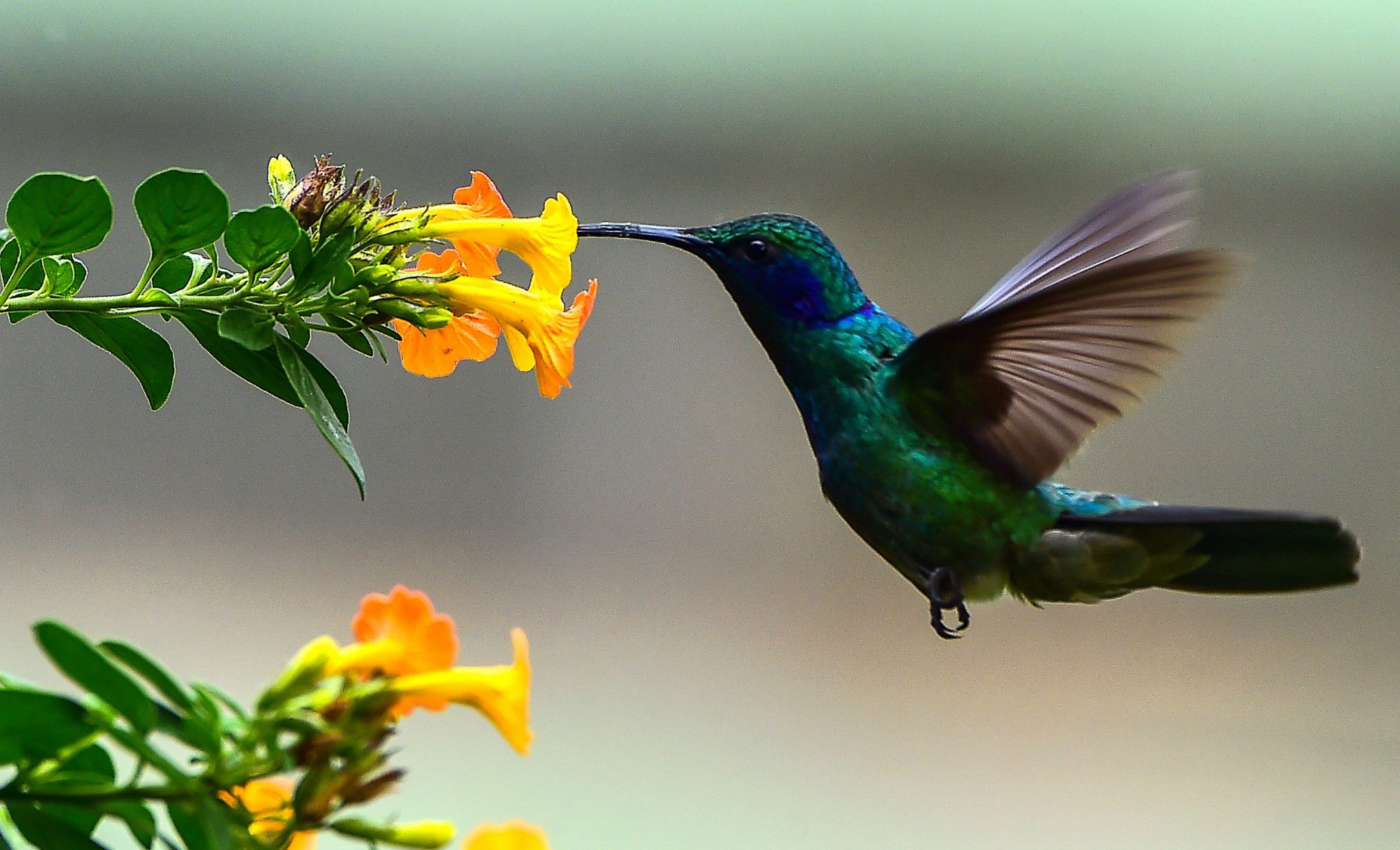 Lending A Hand To The Hummingbirds