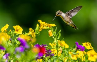 Lending A Hand To The Hummingbirds