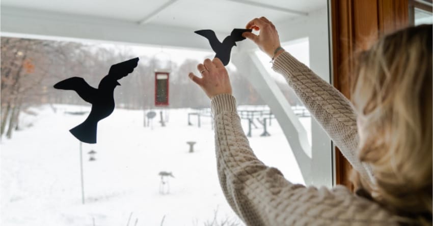 woman placing black bird decals onto a window