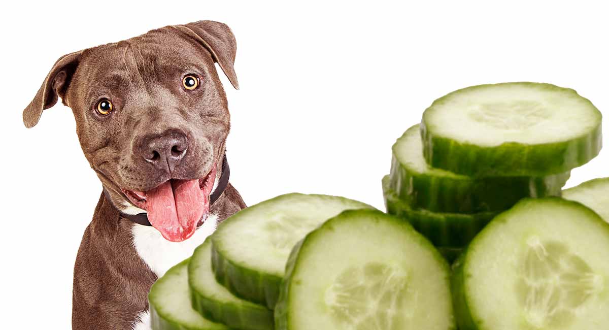 Are Cucumbers Safe For Dogs?