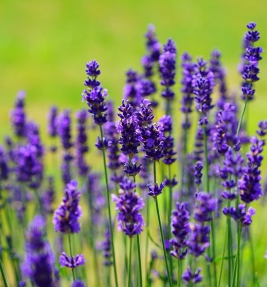 Repelling Mosquitoes With Plants