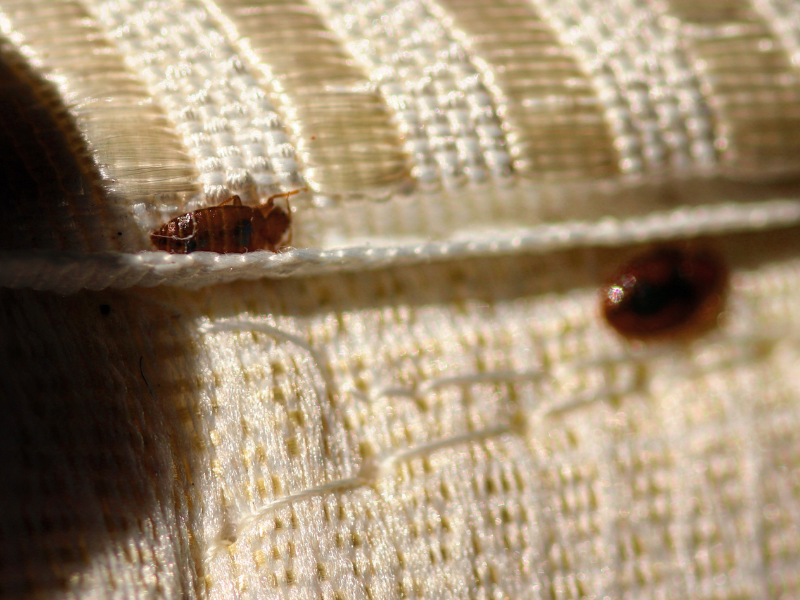Here’s How To Check If Your Hotel Has Bed Bugs