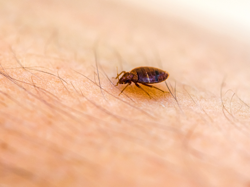 Here’s How To Check If Your Hotel Has Bed Bugs