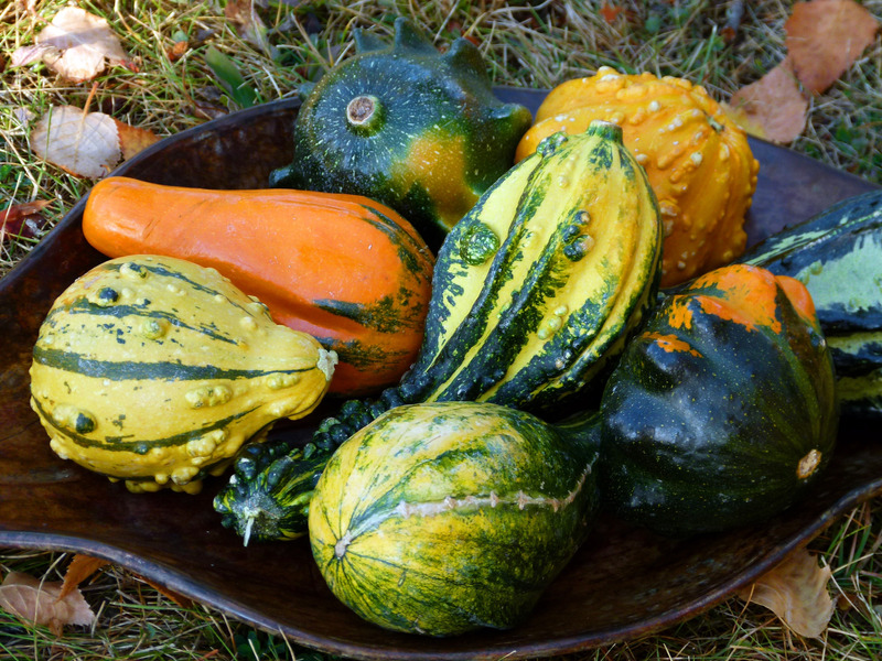 Can You Eat The Skin Of Butternut Squash And Other Winter Squash?