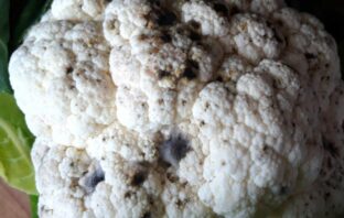 Can You Eat Cauliflower With Dark Spots